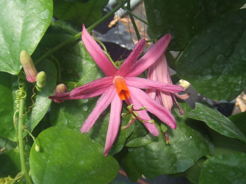Ternstroemia japonica