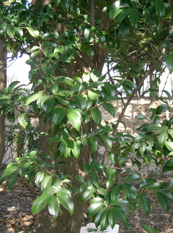 Ternstroemia japonica