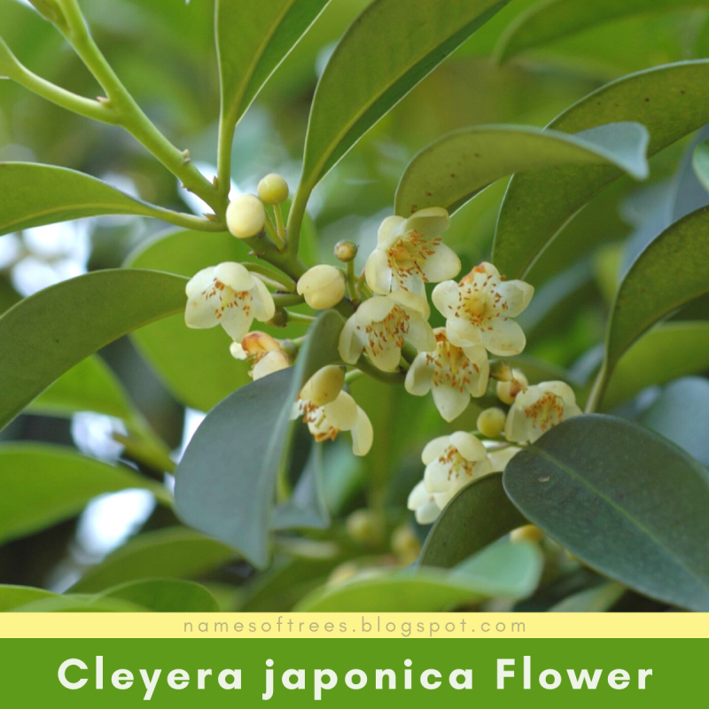 Cleyera japonica