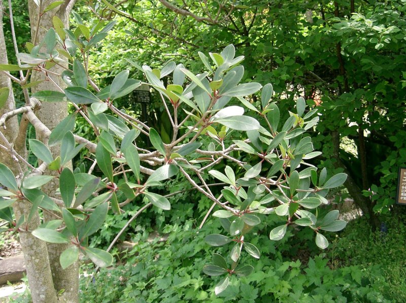Ternstroemia gymnanthera