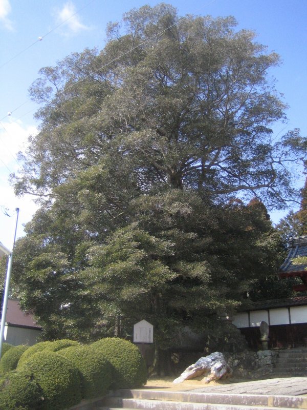 Nagaizumi