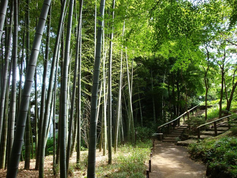 Cleyera japonica