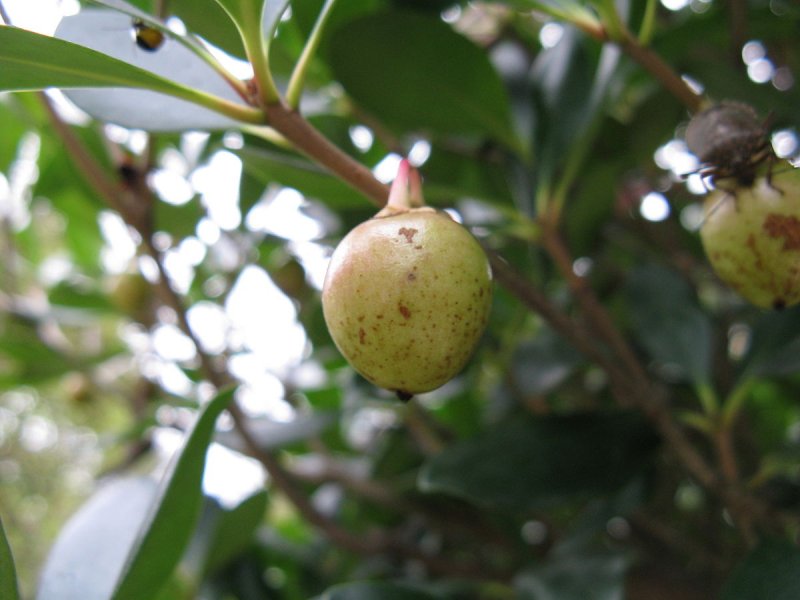 Ternstroemia japonica