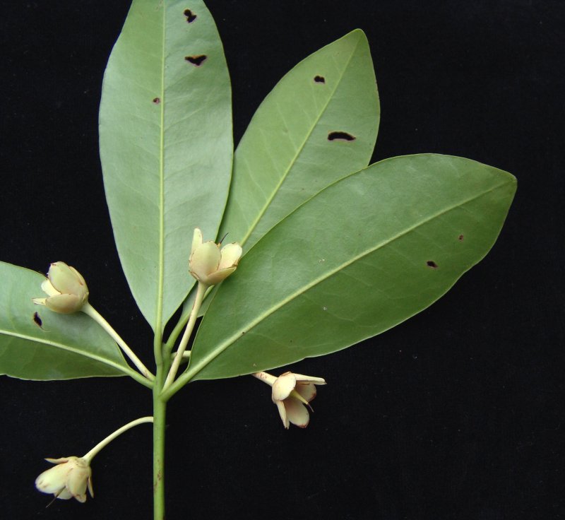 Cleyera japonica