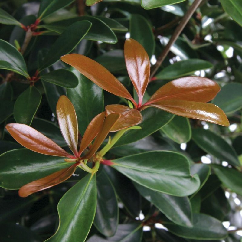 Gongylocarpus Schltdl ex cham растение