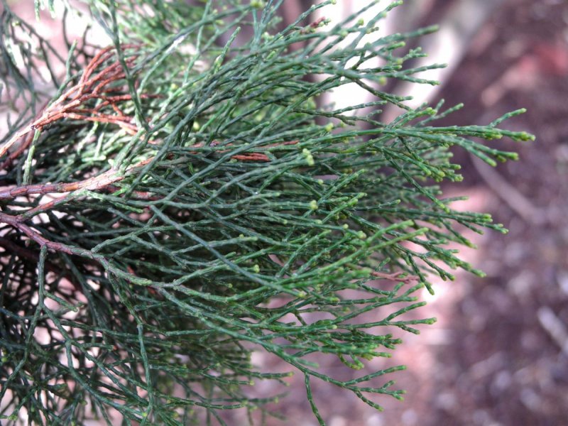 Callitris rhomboidea