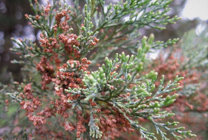 Callitris intratropica