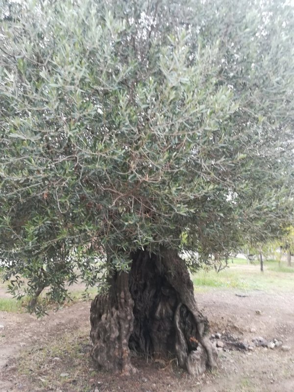 +Thuja +Callitris +rhomboidea
