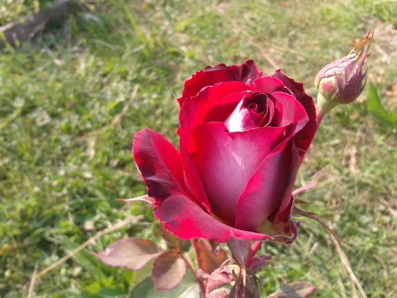 Роза Осирия (Osiria)