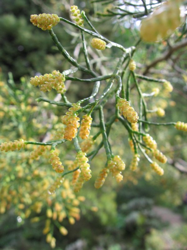 Pinus hakkodensis
