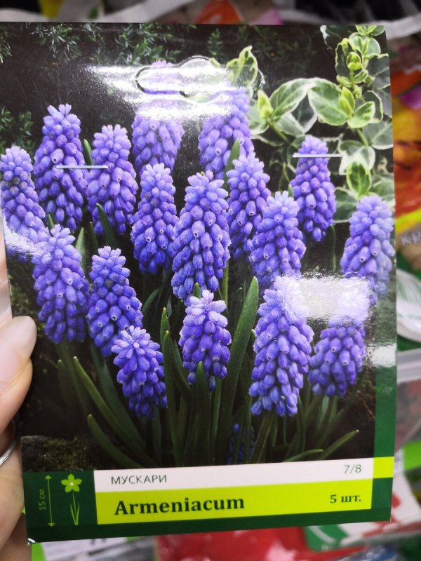 Armeniacum мускари
