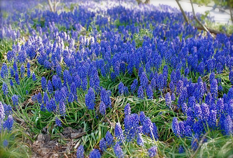 Мускари дак айз 8шт