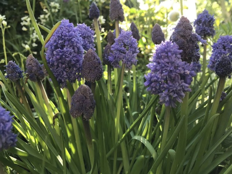 Мускари армянский Muscari armeniacum