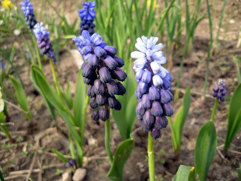 Мускари latifolium