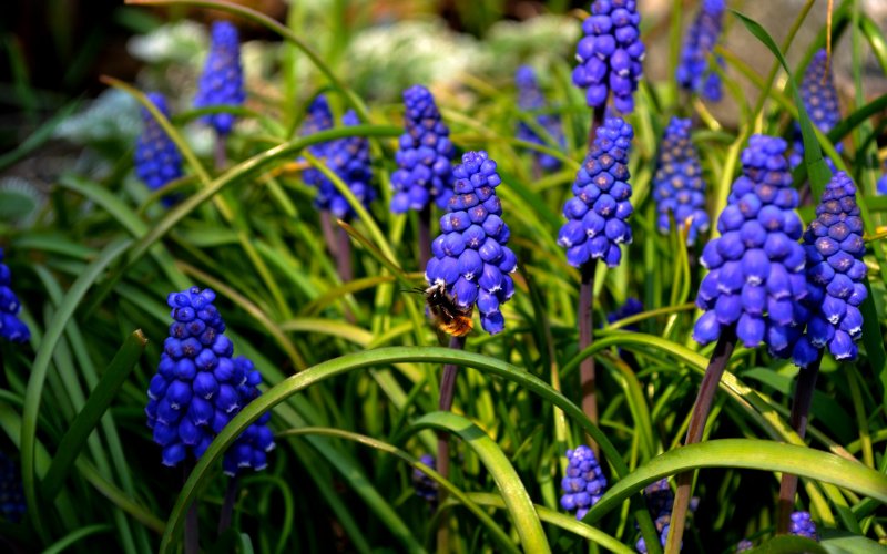 Мускари latifolium