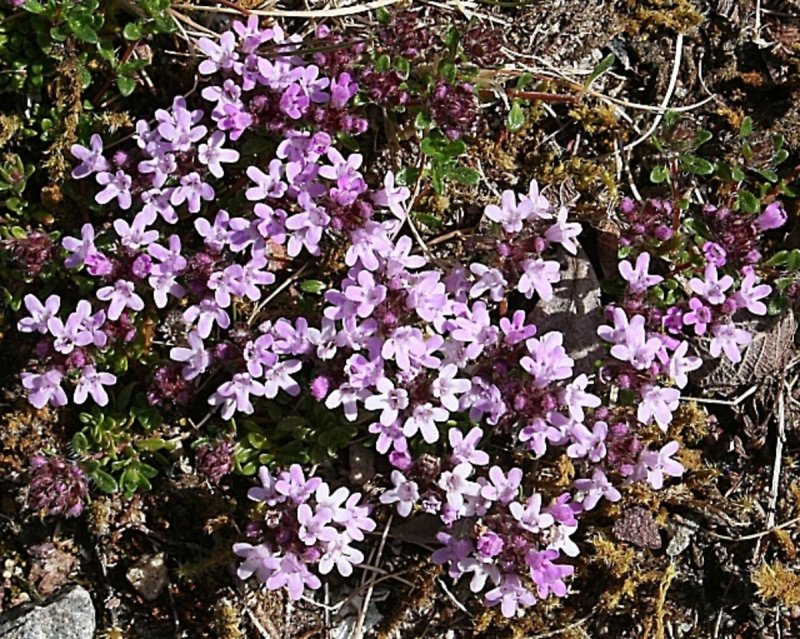 Чабрец клоповый (Thymus cimicinus)
