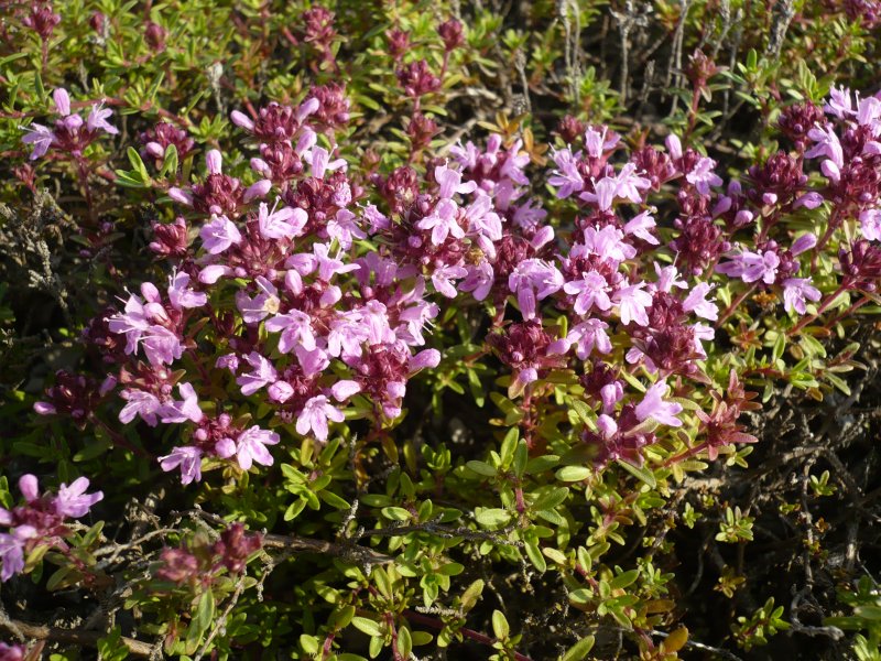 Тимьян, чабрец (Thymus)
