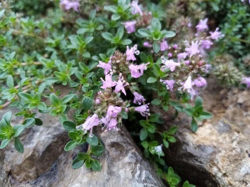 Thymus longicaulis odoratus4