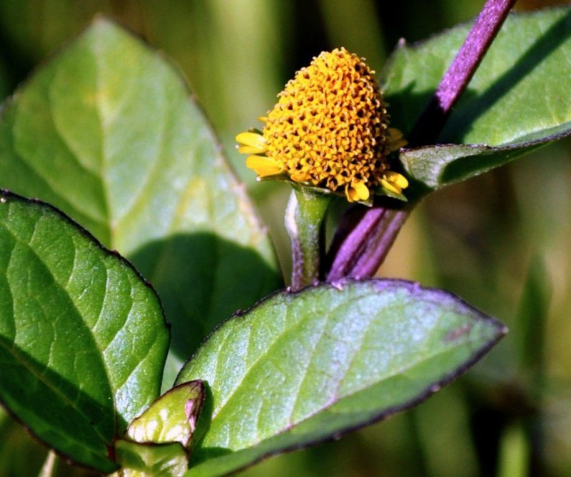Spilanthes Acmella