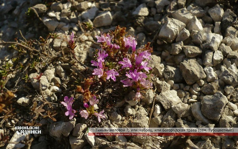 Тимьян меловой (Thymus calcareus)