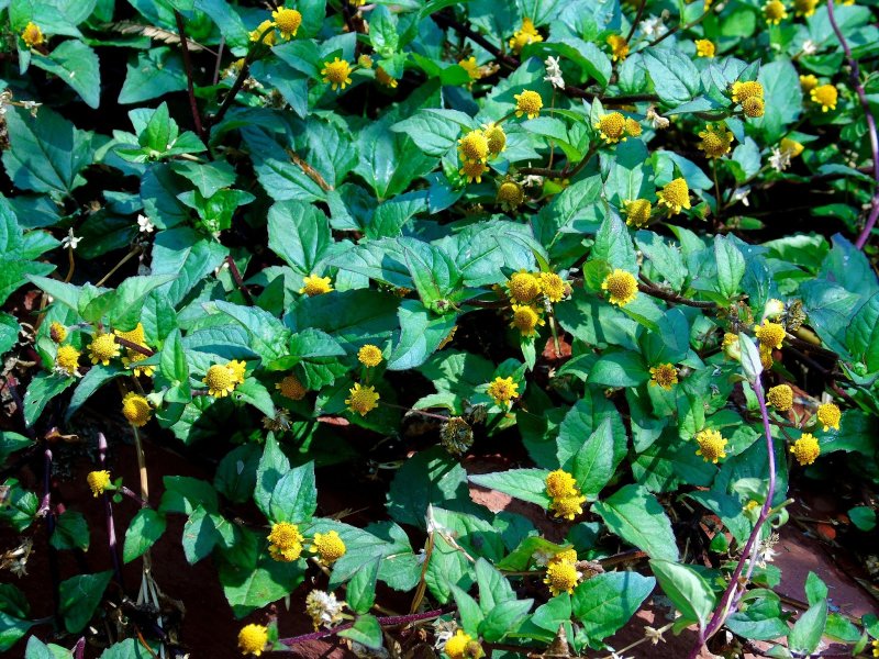 Spilanthes mauritiana