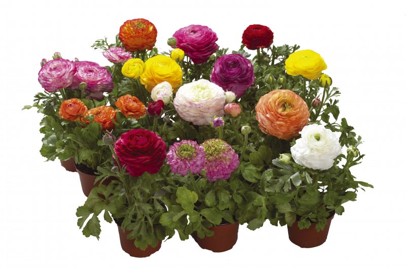 Ранункулюсы в стекле