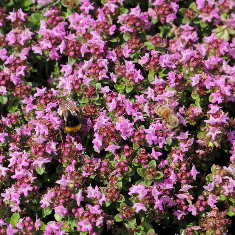 Чабрец клоповый (Thymus cimicinus)