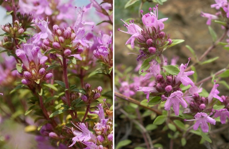Чабрец клоповый (Thymus cimicinus)