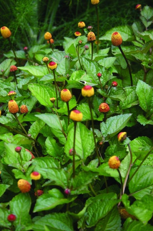 Spilanthes paniculata