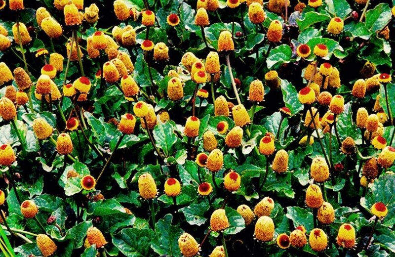 Acmella oleracea
