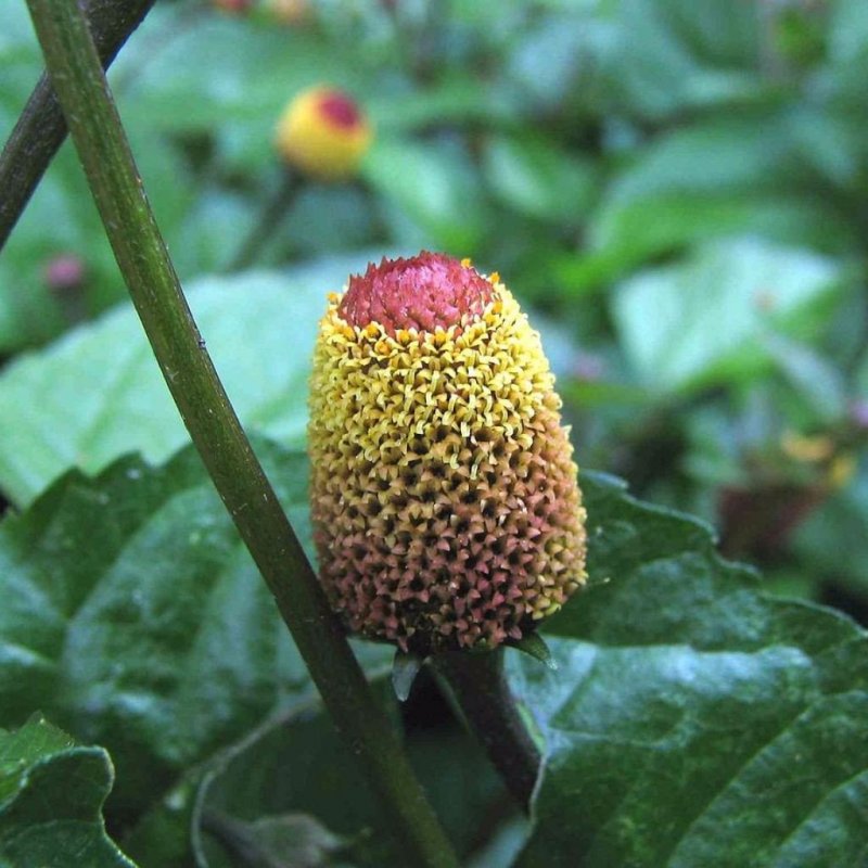 Notopleura uliginosa