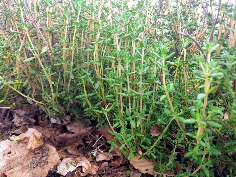 Onosma bracteatum