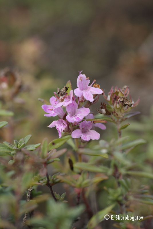Тимьян меловой (Thymus cretaceus)