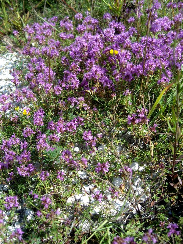 Тимьян Жигулевский (Thymus cimicinus)