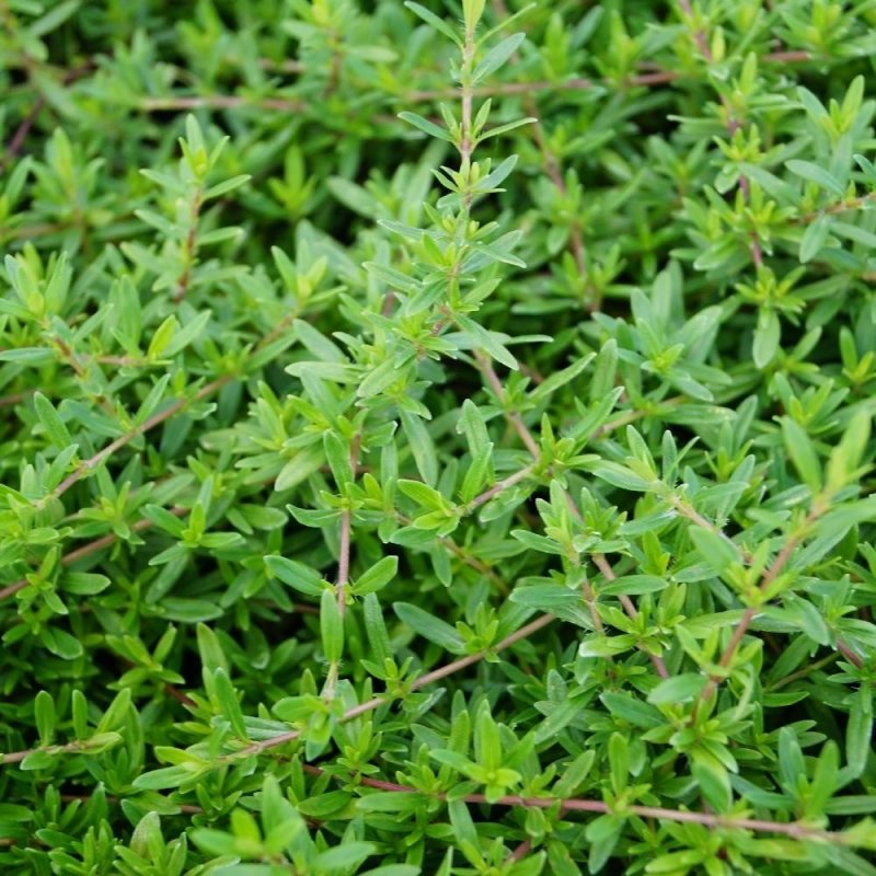 Тимьян длиннолистный . . . . . С3. . . , Thymus longicaulis