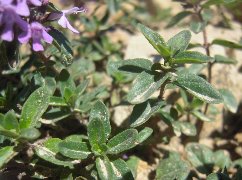 Тимьян меловой (Thymus Cretaceous)