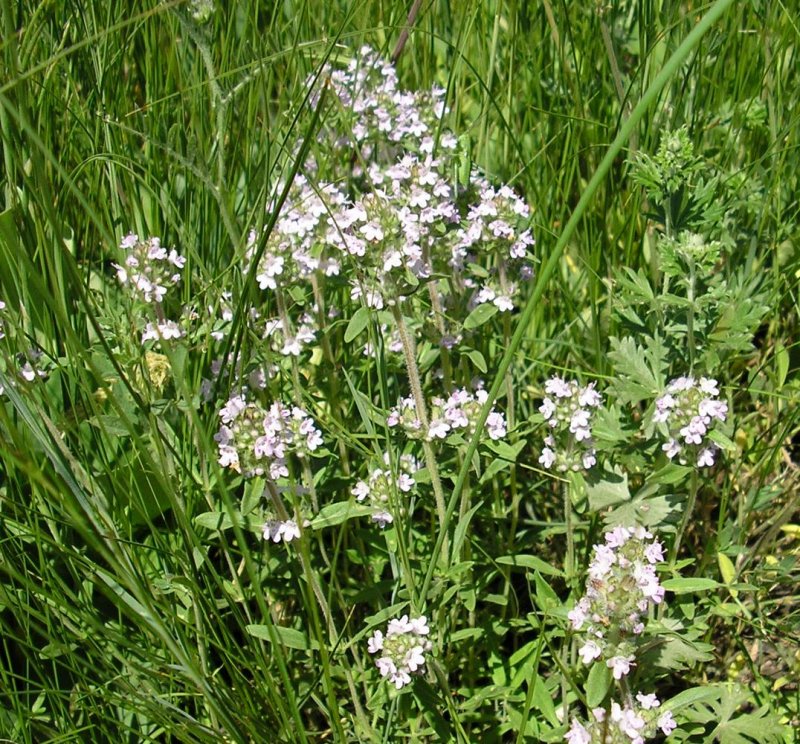 Растение Thymus marschallianus