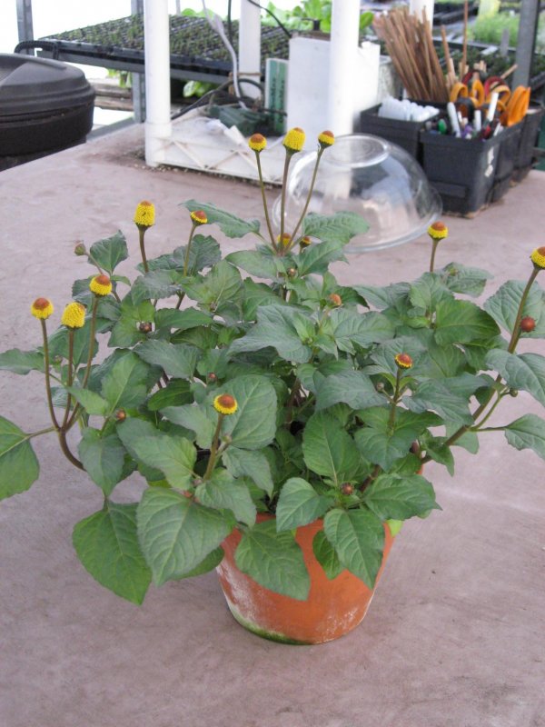 Акмелла ползучая (Acmella repens)