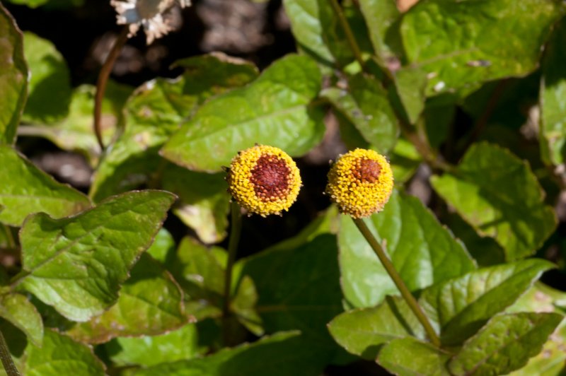 Acmella oleracea