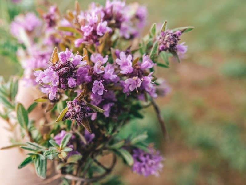 Тимьян Жигулевский (Thymus cimicinus)