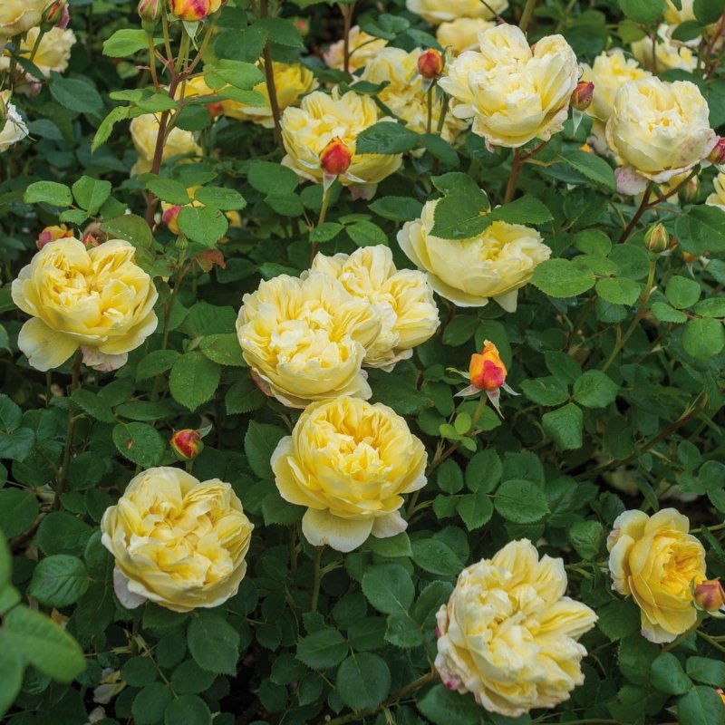 Rosa William Booth