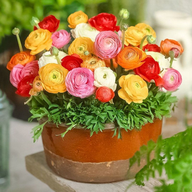 Ранункулюс горшечный (Лютик)