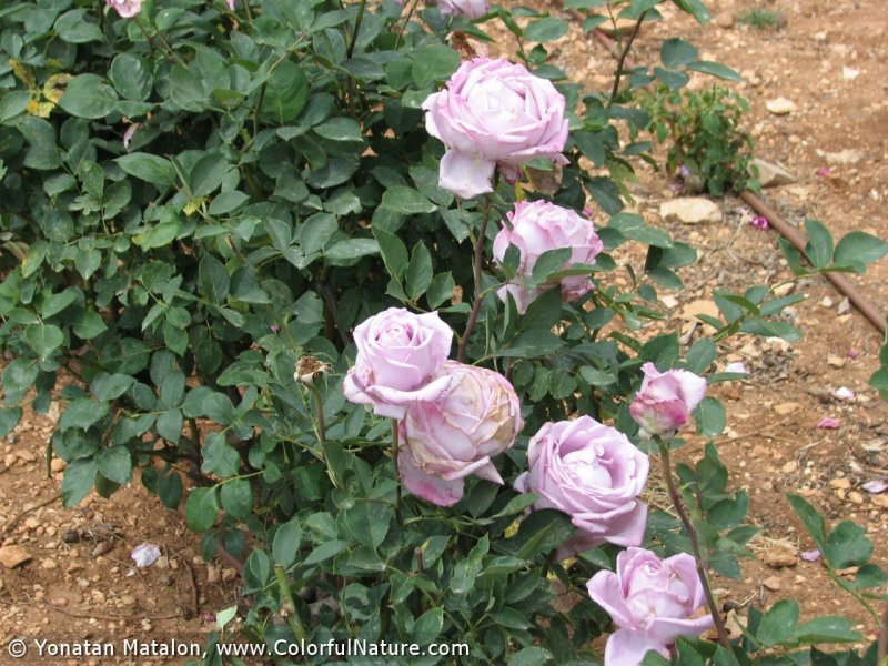 Роза «Шарль де Голль» (Rosa ‘Charles de Gaulle’). Rosa-Charles-de-Gaulle-1