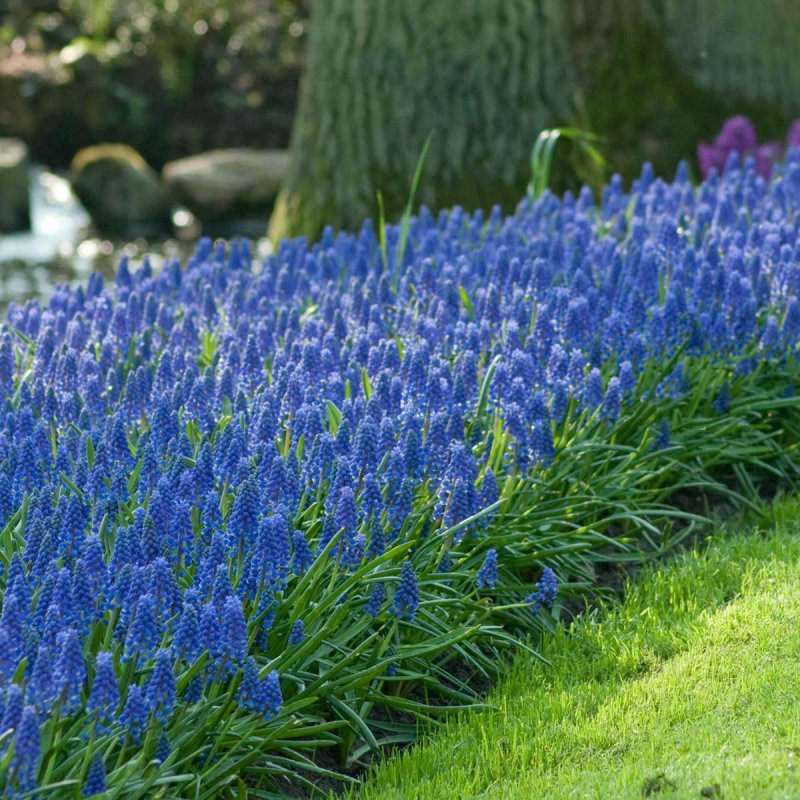 Мускари армянский Muscari armeniacum