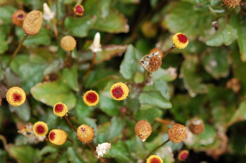 Spilanthes paniculata растение