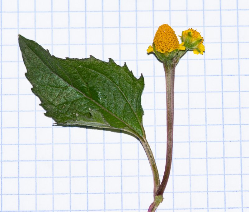 Acmella oleracea extract