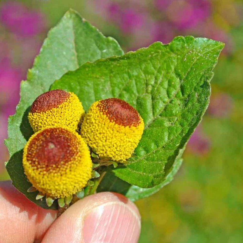 Acmella oleracea