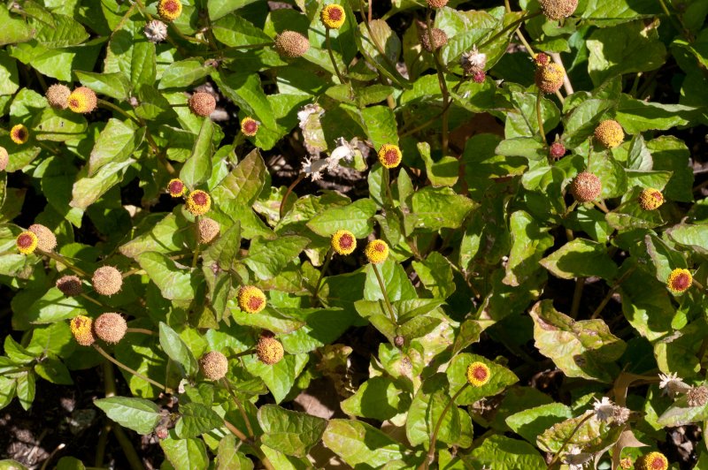 Acmella oleracea