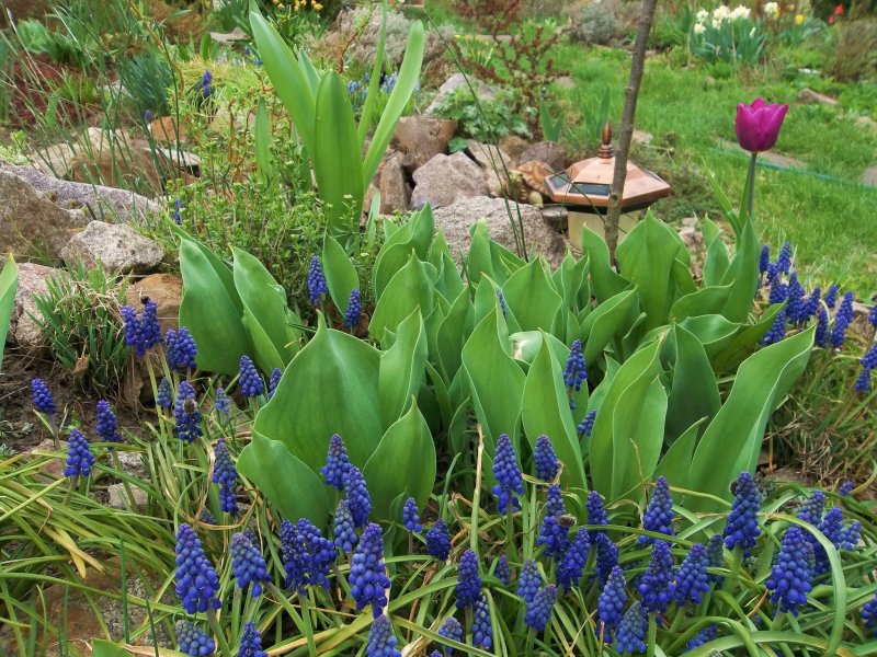 Muscari szovitsianum