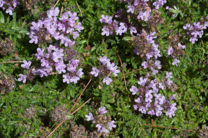 Тимьян Thymus serpyllum Albus